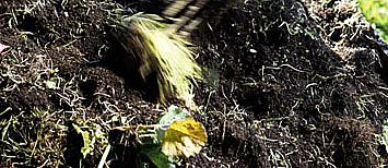 compost